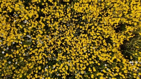 Field of Yellow Flowers Stock Footage 107037911