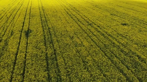 Field with yellow flowers Видео 131601853