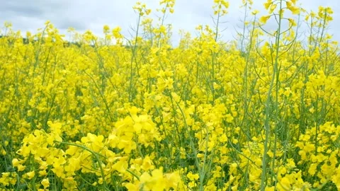 Field of yellow flowers Stock Footage 155021610