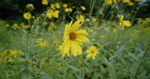 A field of yellow flowers Stock Footage 159499158