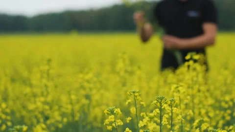 Field of yellow flowers Stock Footage 243059512