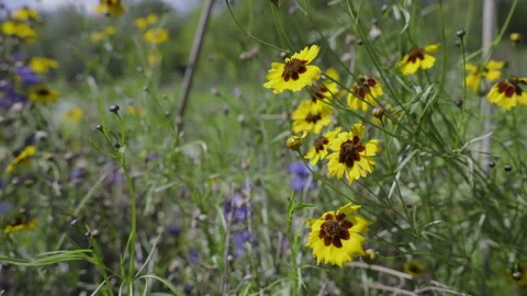 A Field with Yellow Flowers Stock Footage 264880628