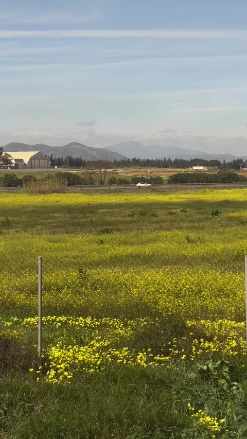Field of yellow flowers in Malaga in spring. Vertical video Stock Footage 240922060
