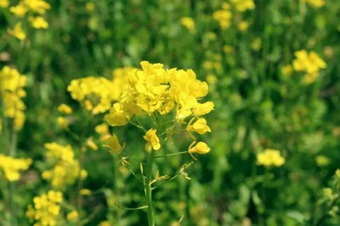 Field of yellow flowers Stock Photos