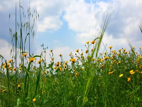 Field of yellow flowers. Spring nature background 動画素材 80355016