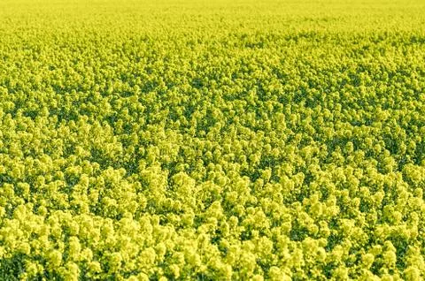 Field of yellow flowers in Spring. Springtime and beautiful nature Stock Photos