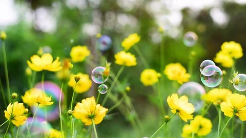 Field of yellow flowers on sunlight with bubble blowing and windy on green backg Stock Footage 122563695