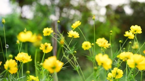 Field of yellow flowers on sunlight with bubble blowing and windy on green backg Видео 122564006
