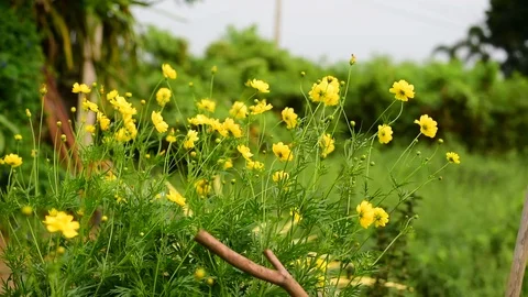 Field of yellow flowers on sunlight with bubble blowing and windy on green backg Stock Footage 122565187