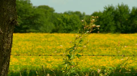 Field of yellow flowers in wind Stock Footage 54746593