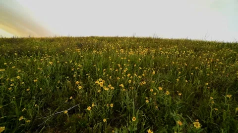 Field of yellow flowers in wind Stock Footage 148510164
