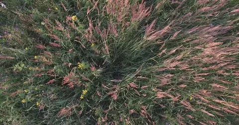 Field of yellow flowers. The wind rustling the green grass. Pink blossoms Stock Footage 79403467