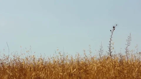 A Field Of Yellow Grass with  Bur Video stock 79424506