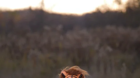 Field, yellow grass, sunset. Below appears a guy in a tiger mask and in a gray Stock-Footage 100067346