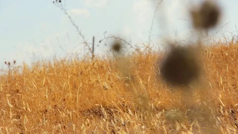 A Field Of Yellow Grass In The Wind Video stock 79424980