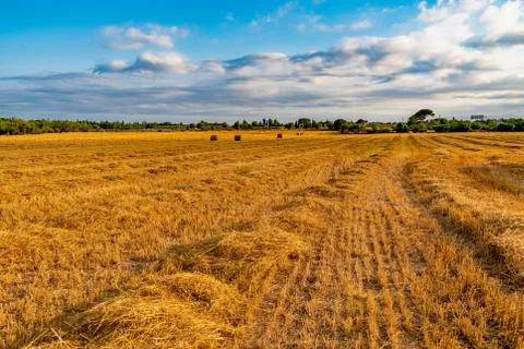 Field yellow Stock Photos