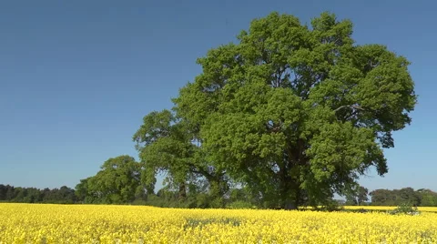 A field of yellow rape (Brassica napus) in Spring, seamless loop Stock Footage
