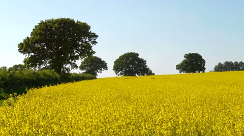 A field of yellow rape (Brassica napus) in Spring, seamless loop with trees Stock Footage
