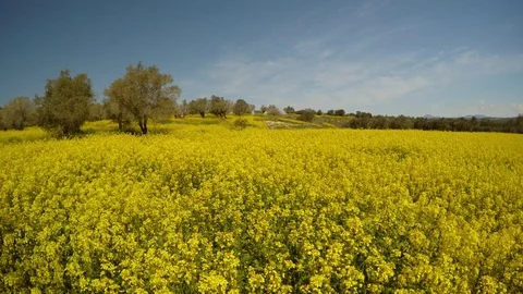 A field of yellow rape flowers and rare olive trees, a bright sunny day in the Stock Footage 81627772