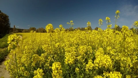 A field of yellow rape flowers panorama, an olive garden in the distance, Stock Footage 81627792
