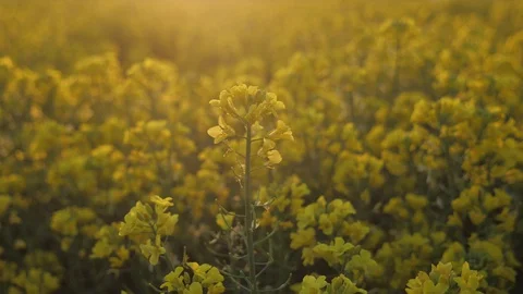 Field of yellow rape flowers in the sunset Stock Footage 129488948