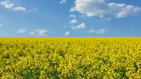 Field of yellow rape flowers under blue cloudy sky Stock Footage 178873847