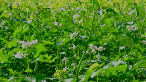 Field of yellow rape or canola flowers, grown for the rapeseed oil crop. Stock Footage 139767925