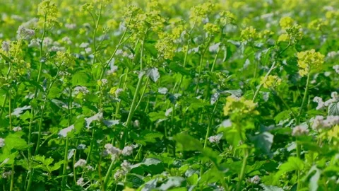 Field of yellow rape or canola flowers, grown for the rapeseed oil crop. Stock Footage 139767943