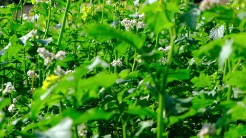 Field of yellow rape or canola flowers, grown for the rapeseed oil crop. Stock Footage 139768397