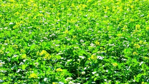Field of yellow rape or canola flowers, grown for the rapeseed oil crop. Video stock 139768451