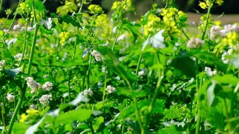 Field of yellow rape or canola flowers, grown for the rapeseed oil crop. Stock Footage 139768608