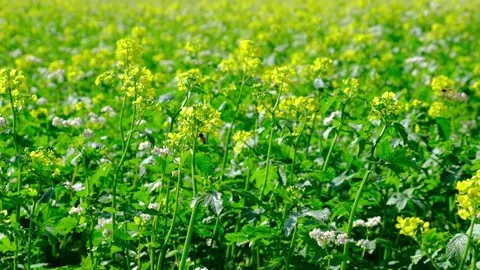 Field of yellow rape or canola flowers, grown for the rapeseed oil crop. Stock Footage 139768618