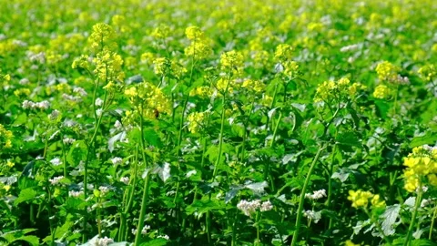 Field of yellow rape or canola flowers, grown for the rapeseed oil crop. Stock Footage 139768928