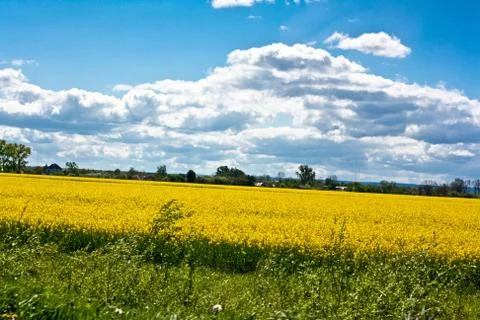 Field of yellow rape Stock Photos