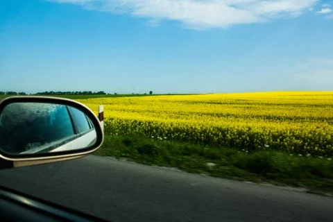 Field of yellow rape Stock Photos