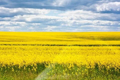 Field of yellow rape Stock Photos