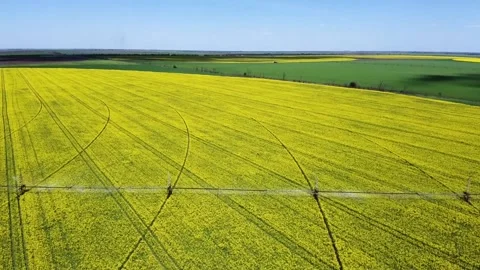 Field of yellow rapeseed Irrigation system Stock Footage 150248923
