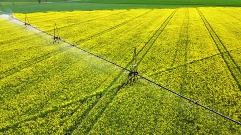 Field of yellow rapeseed Irrigation system Stock Footage 150249749