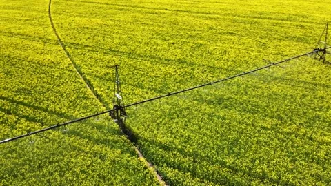 Field of yellow rapeseed Irrigation system Stock Footage 150249779