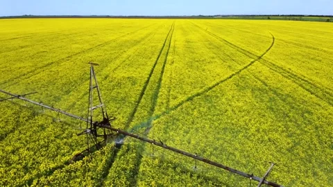 Field of yellow rapeseed Irrigation system Stock Footage 150249790