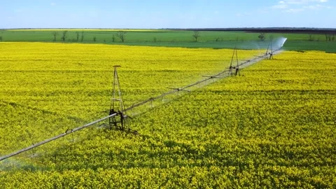 Field of yellow rapeseed Irrigation system Stock Footage 150249799