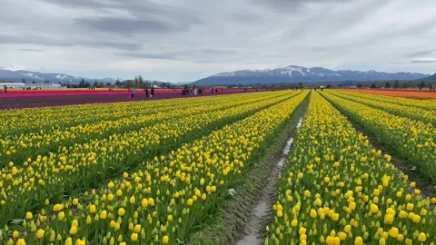 Field of yellow, red and pink tulips on the mountains background Stock Footage 240455585