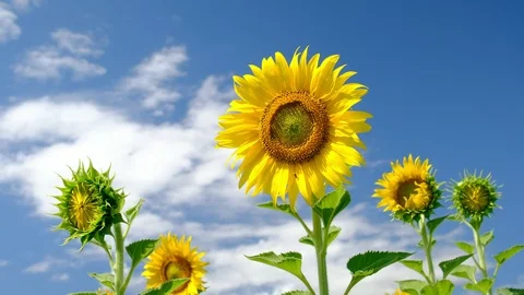 Field of yellow sunflower Stock Footage 120737431