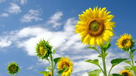 Field of yellow sunflower Stock Footage 120737655