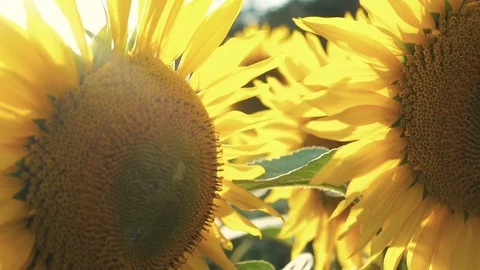 The field of yellow sunflowers Vídeo Stock 78260361