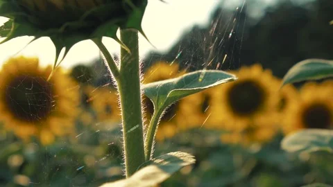 The field of yellow sunflowers Vídeo Stock 78260645