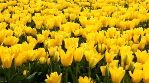 Field of yellow tulips Stock Footage 62278574
