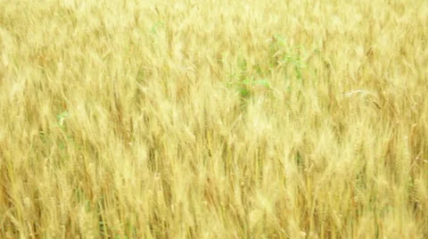 A field of yellow wheat  Stock Footage 53064486