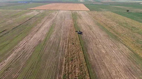Field of yellow wheat Stock Footage 67242634