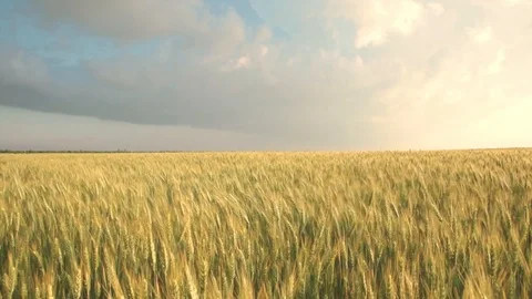 Field of yellow wheat spikelets. Stormy clouds on the background on the wheat Stock Footage 119657059